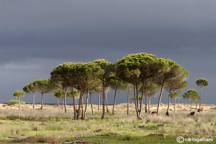 Spagna : Extremadura & Andalucia